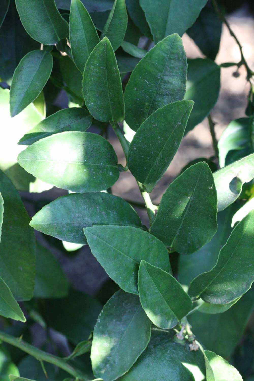              Shade leaves (Riverside, CA)       
